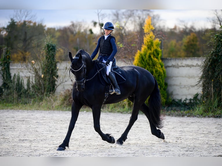 Fries paard Merrie 12 Jaar 175 cm Zwart in Prague 1