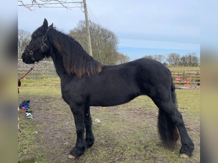 Fries paard Merrie 12 Jaar 60 cm Zwart in Austin