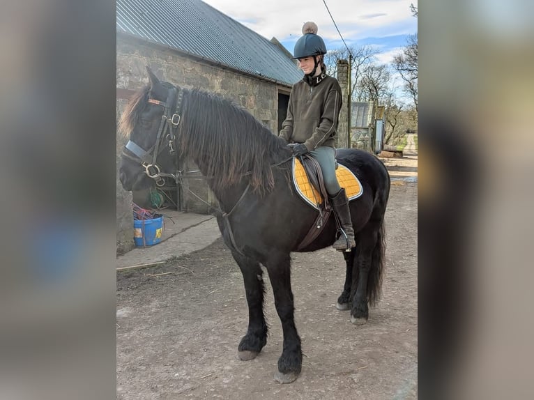 Fries paard Merrie 12 Jaar 60 cm Zwart in Austin