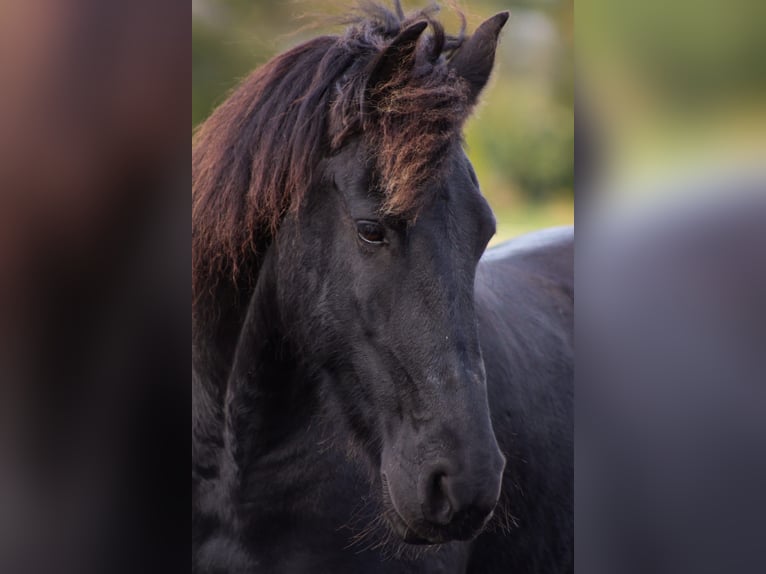 Fries paard Merrie 12 Jaar in Lutzhorn