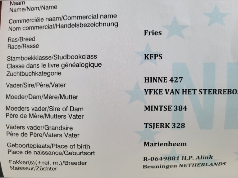 Fries paard Merrie 13 Jaar 153 cm in Freyung