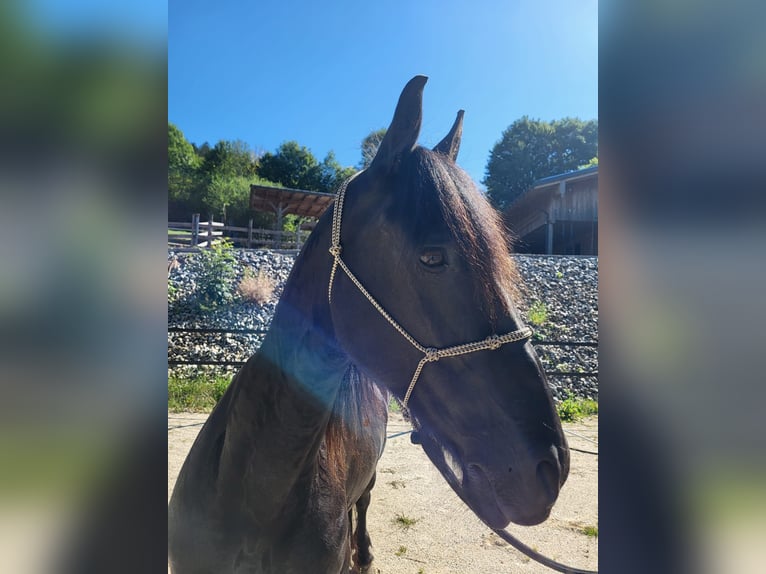 Fries paard Merrie 13 Jaar 153 cm in Freyung