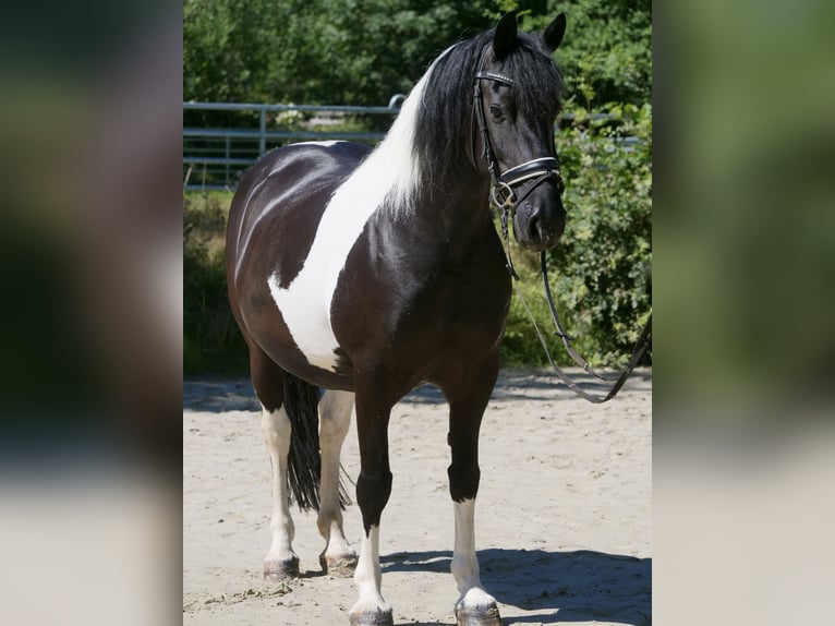 Fries paard Mix Merrie 13 Jaar 158 cm Gevlekt-paard in Windhagen