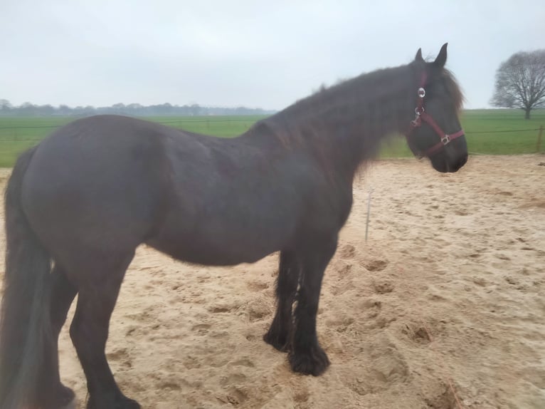 Fries paard Merrie 13 Jaar 158 cm Zwart in Den Ham