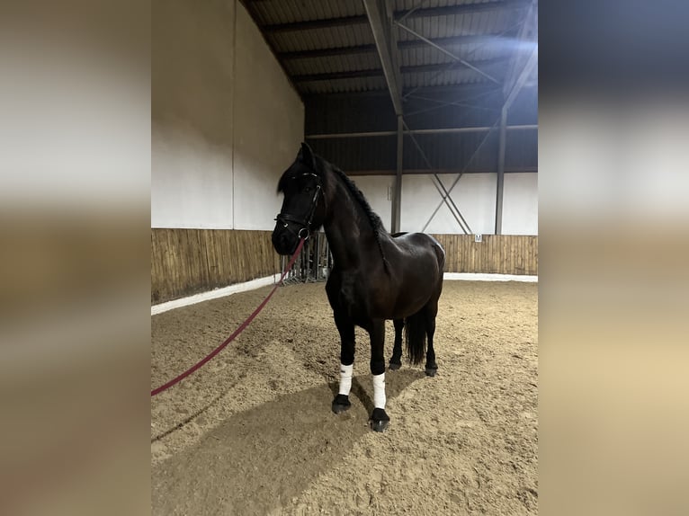 Fries paard Merrie 13 Jaar 160 cm Zwart in Hauzenberg