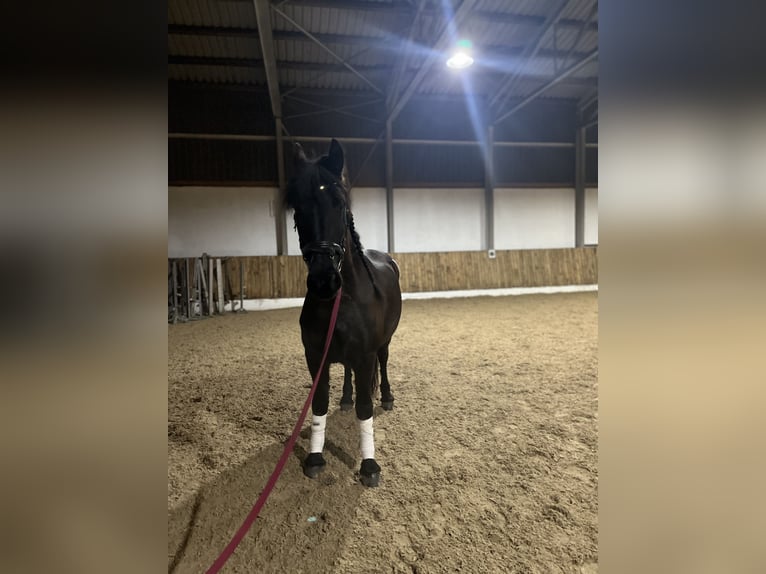 Fries paard Merrie 13 Jaar 160 cm Zwart in Hauzenberg