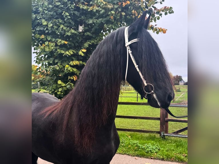Fries paard Merrie 13 Jaar 163 cm Zwart in Zwanenburg