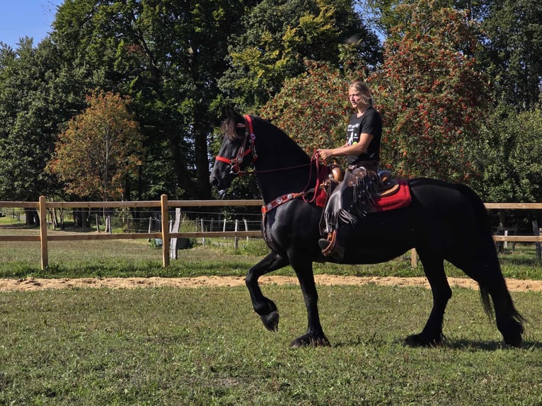 Fries paard Merrie 13 Jaar 164 cm Zwart in Linkenbach