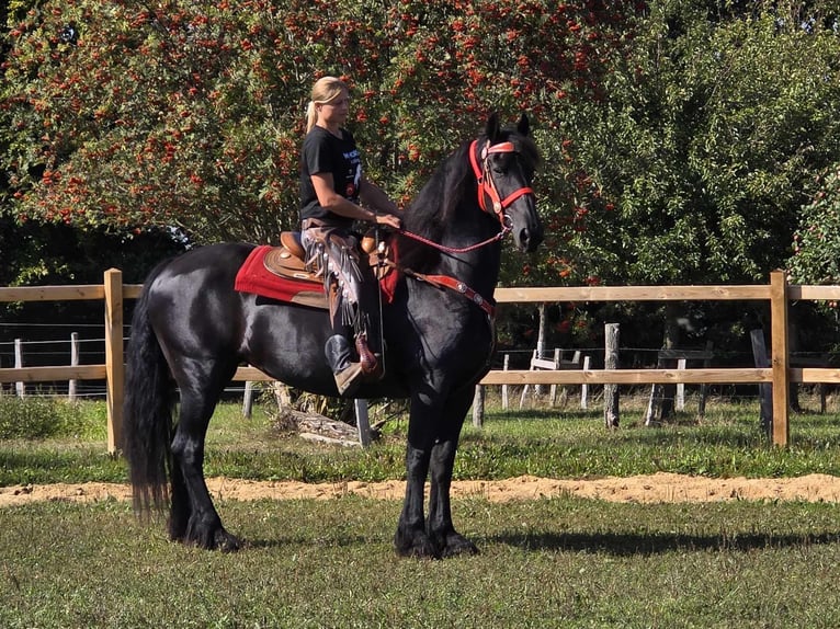 Fries paard Merrie 13 Jaar 164 cm Zwart in Linkenbach