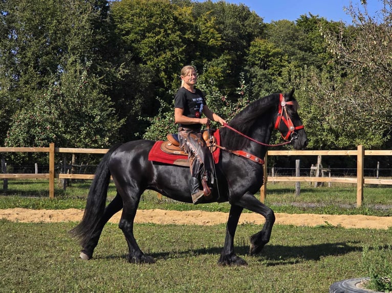 Fries paard Merrie 13 Jaar 164 cm Zwart in Linkenbach