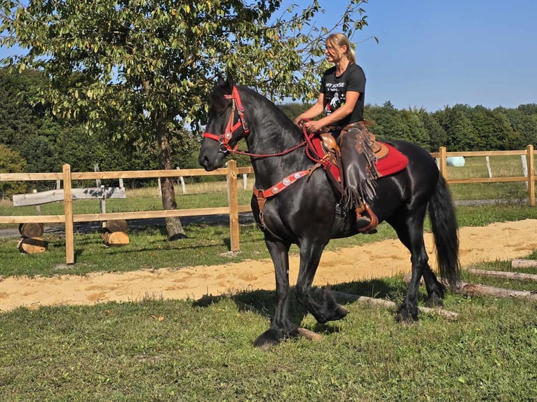 Fries paard Merrie 13 Jaar 164 cm Zwart in Linkenbach