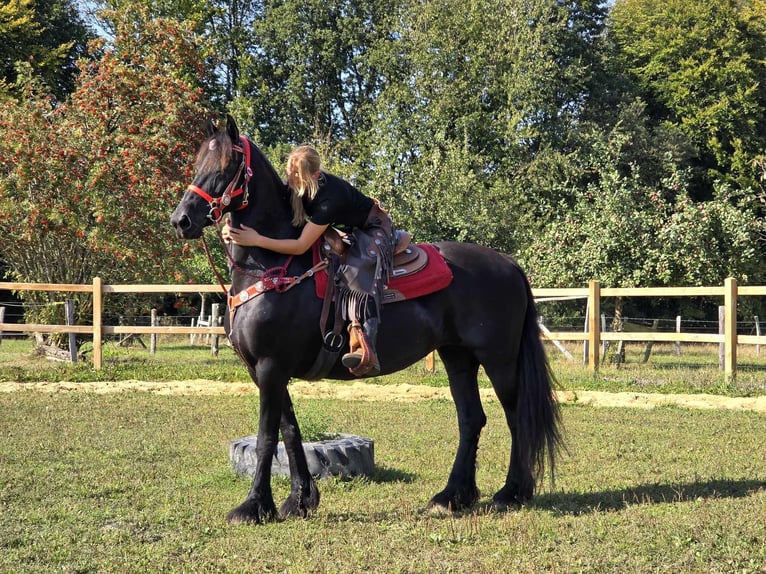 Fries paard Merrie 13 Jaar 164 cm Zwart in Linkenbach