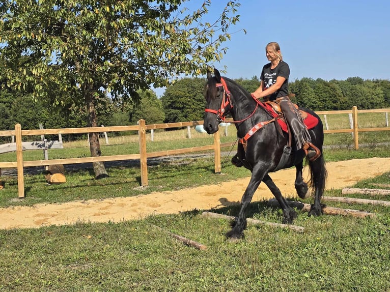 Fries paard Merrie 13 Jaar 164 cm Zwart in Linkenbach