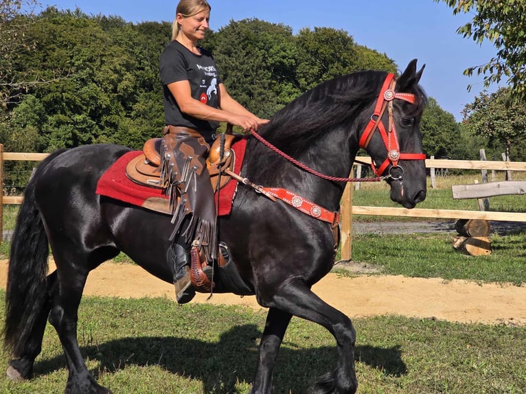 Fries paard Merrie 13 Jaar 164 cm Zwart in Linkenbach