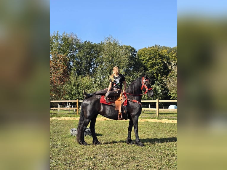 Fries paard Merrie 13 Jaar 164 cm Zwart in Linkenbach