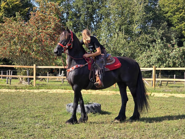 Fries paard Merrie 13 Jaar 164 cm Zwart in Linkenbach