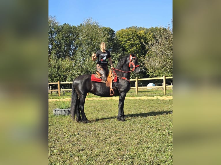 Fries paard Merrie 13 Jaar 164 cm Zwart in Linkenbach