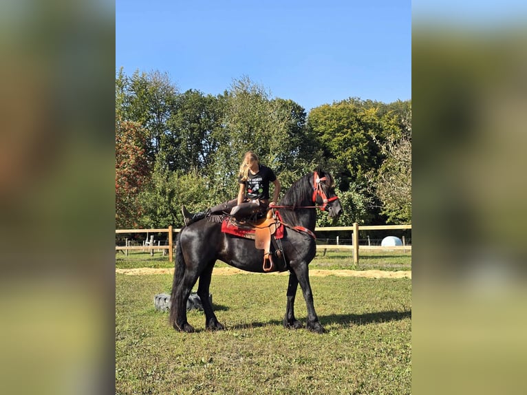 Fries paard Merrie 13 Jaar 164 cm Zwart in Linkenbach