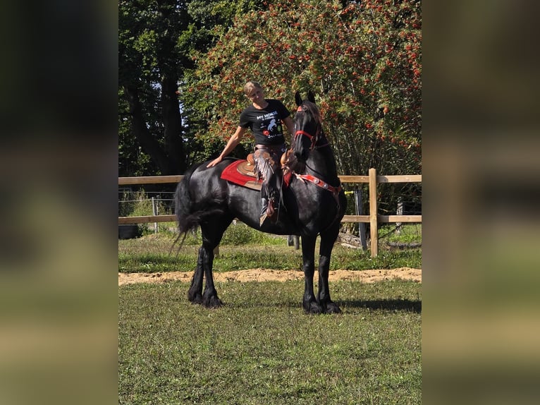 Fries paard Merrie 13 Jaar 164 cm Zwart in Linkenbach