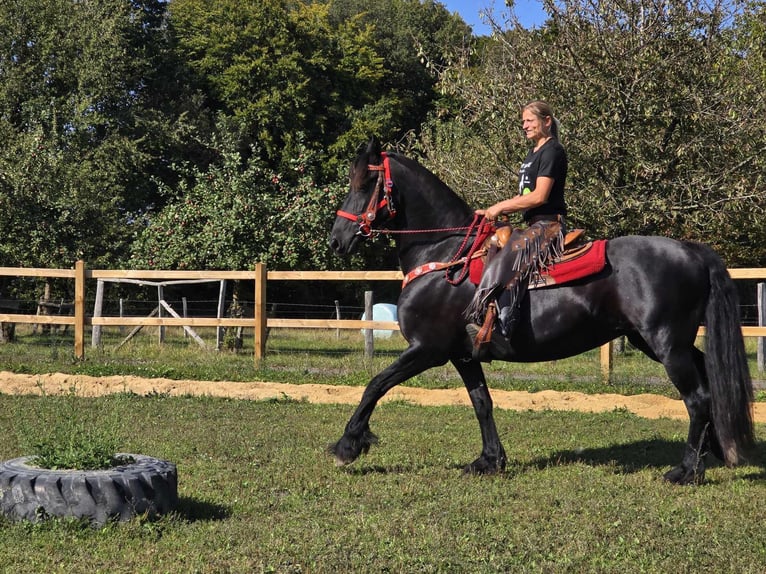 Fries paard Merrie 13 Jaar 164 cm Zwart in Linkenbach