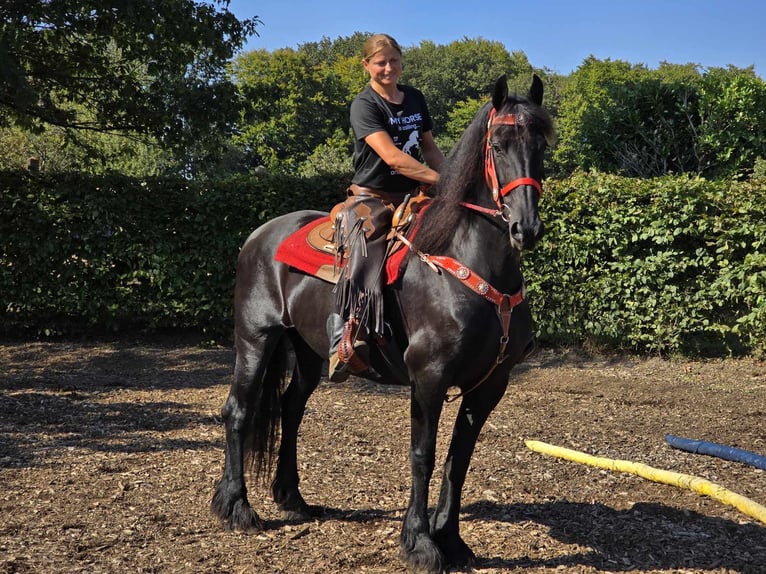 Fries paard Merrie 13 Jaar 164 cm Zwart in Linkenbach