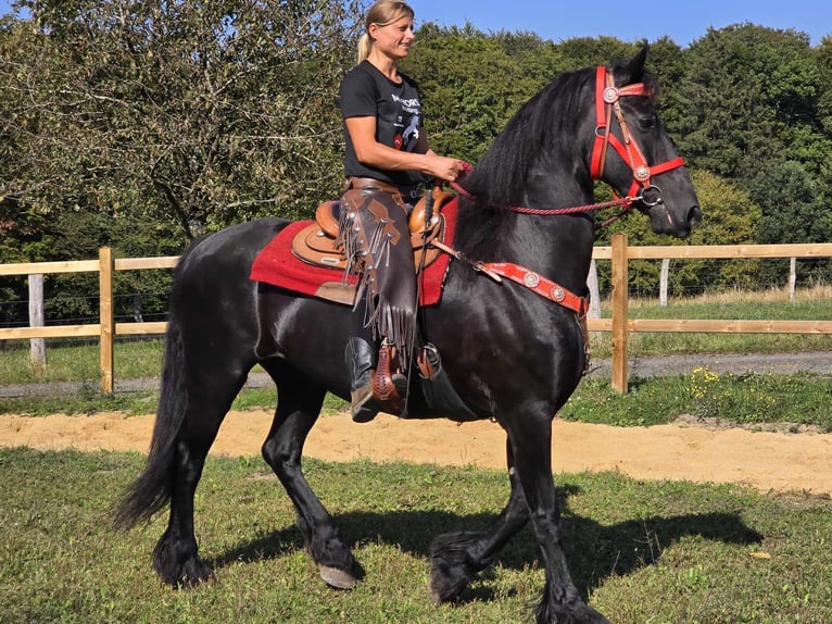 Fries paard Merrie 13 Jaar 164 cm Zwart in Linkenbach