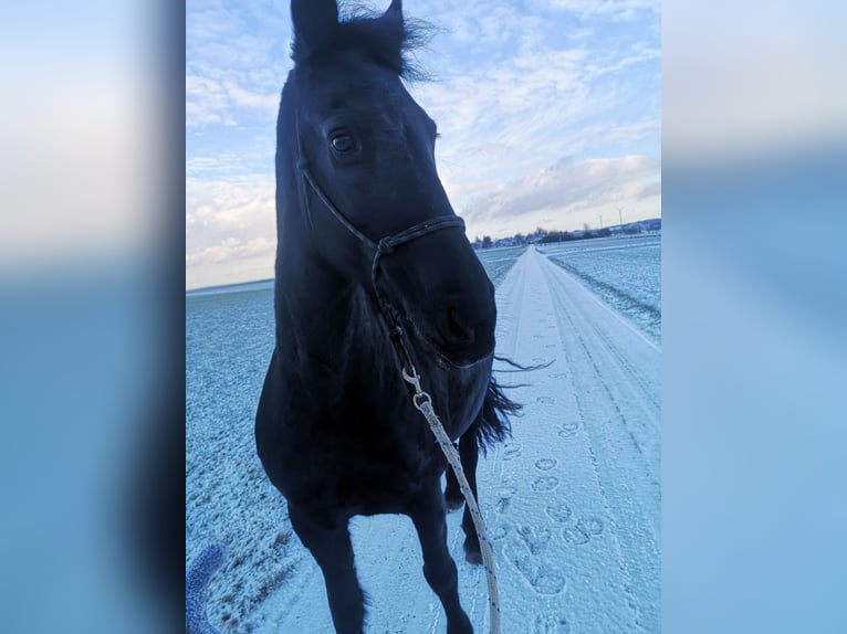 Fries paard Merrie 13 Jaar 165 cm Zwart in Altleiningen