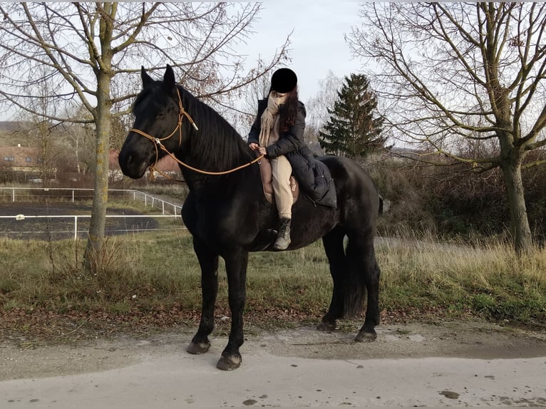 Fries paard Mix Merrie 13 Jaar 180 cm Zwart in Drasenhofen