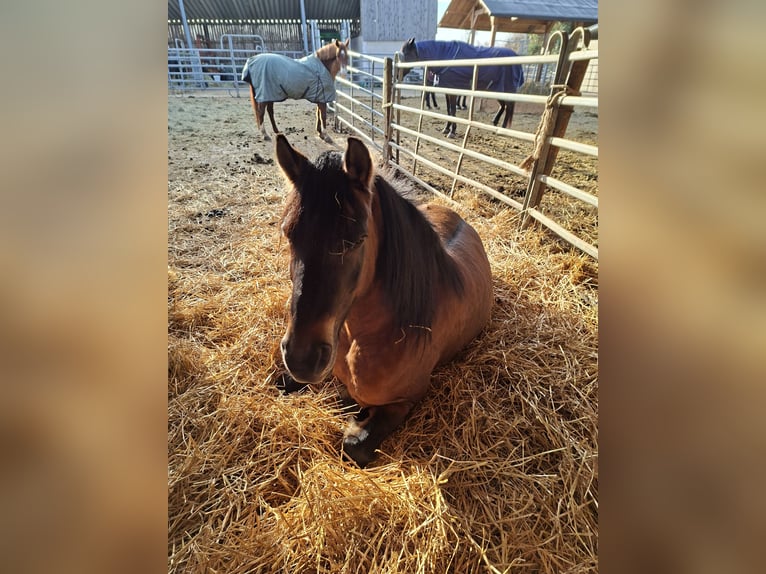 Fries paard Mix Merrie 14 Jaar 151 cm Falbe in Leverkusen