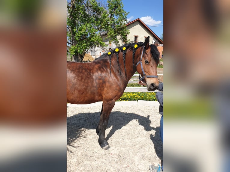 Fries paard Mix Merrie 14 Jaar 156 cm Bruin in Wippenham