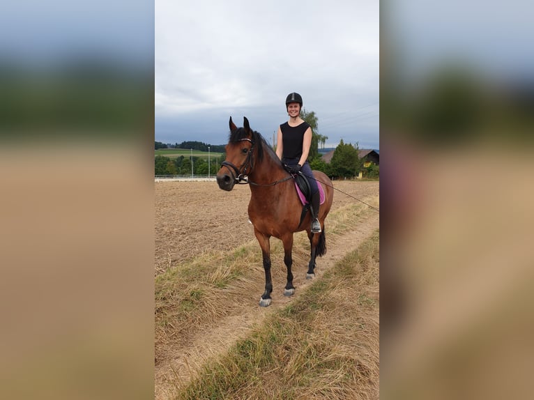Fries paard Mix Merrie 14 Jaar 156 cm Bruin in Wippenham