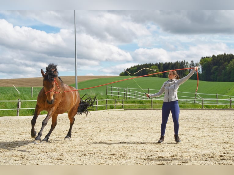 Fries paard Mix Merrie 14 Jaar 156 cm Bruin in Wippenham