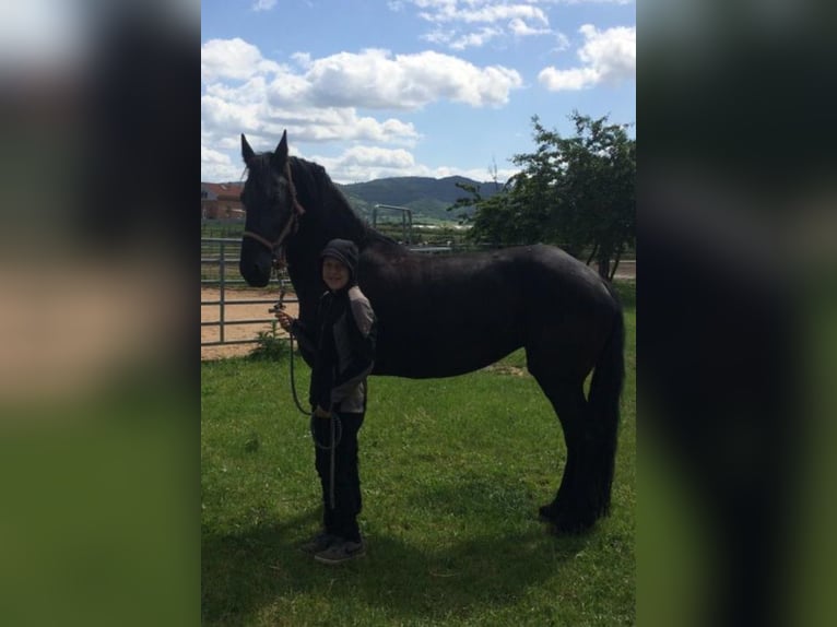 Fries paard Merrie 14 Jaar 156 cm Zwart in Heddesheim