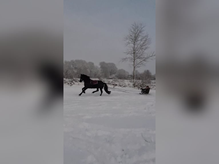 Fries paard Merrie 14 Jaar 160 cm Zwart in Heide