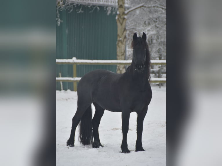 Fries paard Merrie 14 Jaar 160 cm Zwart in Heide