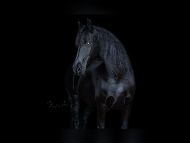 Fries paard Merrie 14 Jaar 160 cm Zwart in Heide