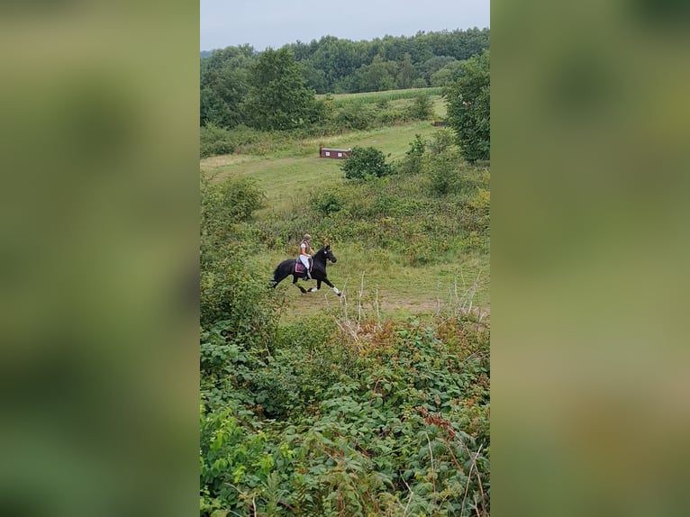 Fries paard Merrie 14 Jaar 160 cm Zwart in Heide