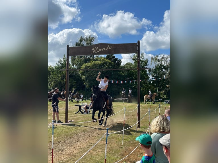 Fries paard Merrie 14 Jaar 160 cm Zwart in Heide
