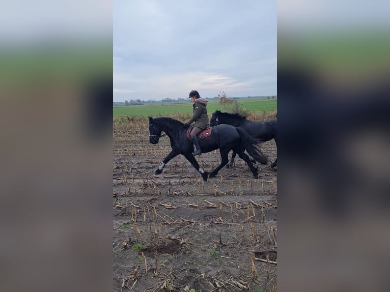 Fries paard Merrie 14 Jaar 160 cm Zwart in Heide
