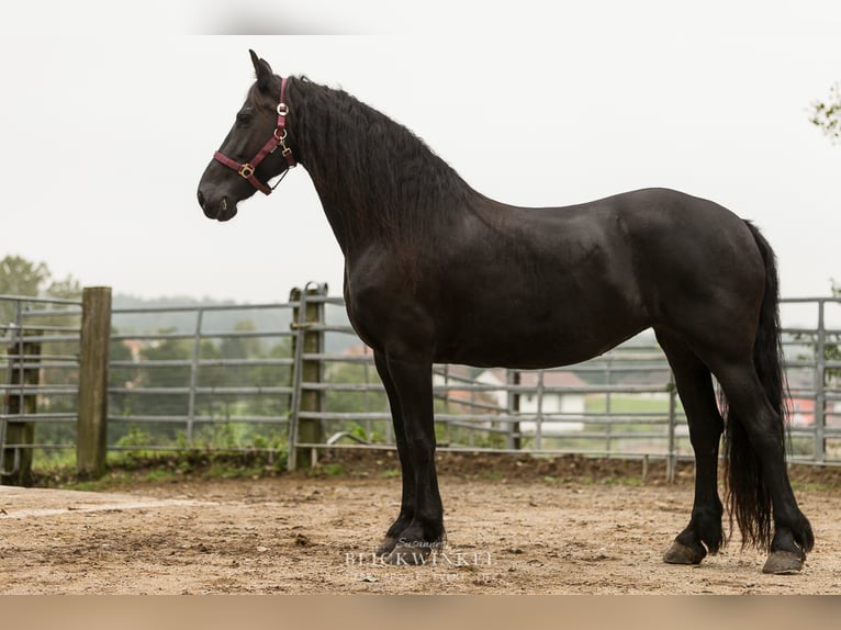 Fries paard Merrie 14 Jaar 161 cm Zwart in Schöllnach