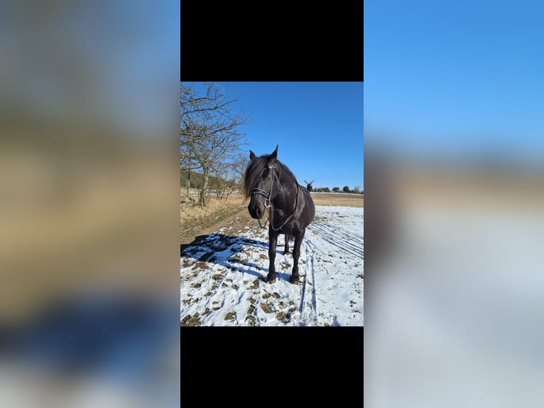 Fries paard Mix Merrie 14 Jaar 163 cm Zwart in Michendorf