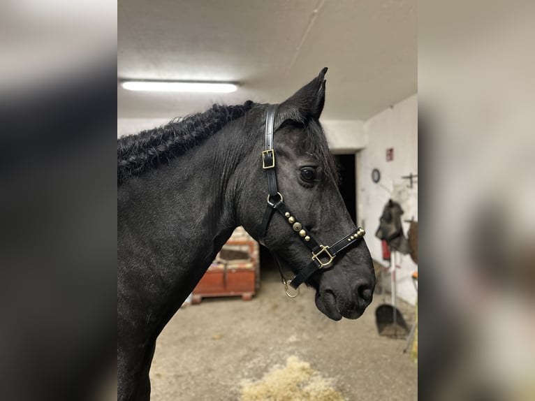 Fries paard Merrie 14 Jaar 164 cm Zwart in Weigelsdorf