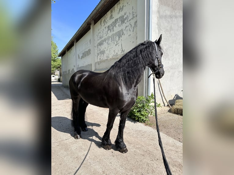 Fries paard Merrie 14 Jaar 164 cm Zwart in Weigelsdorf