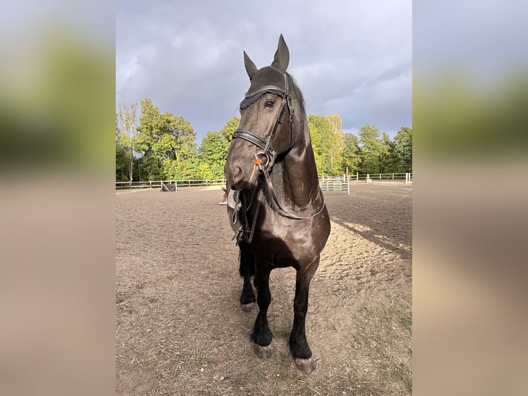 Fries paard Merrie 14 Jaar 164 cm Zwart in Weigelsdorf