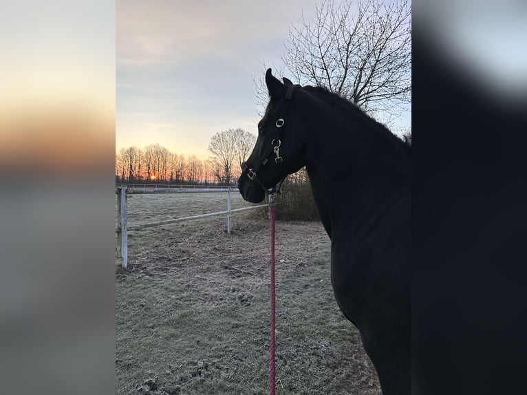 Fries paard Merrie 14 Jaar 164 cm Zwart in Weigelsdorf