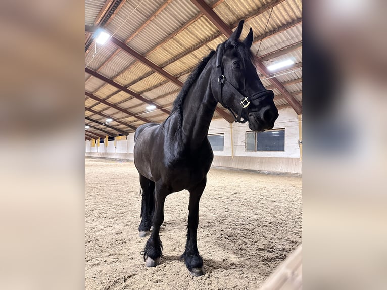 Fries paard Merrie 14 Jaar 164 cm Zwart in Weigelsdorf