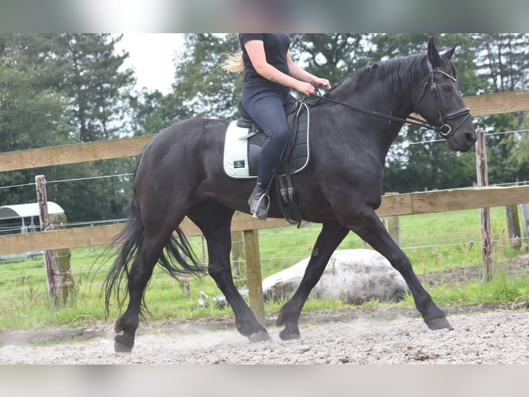 Fries paard Merrie 14 Jaar 166 cm Zwart in Achtmaal