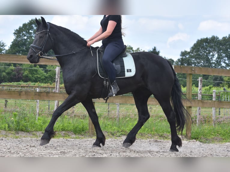 Fries paard Merrie 14 Jaar 166 cm Zwart in Achtmaal