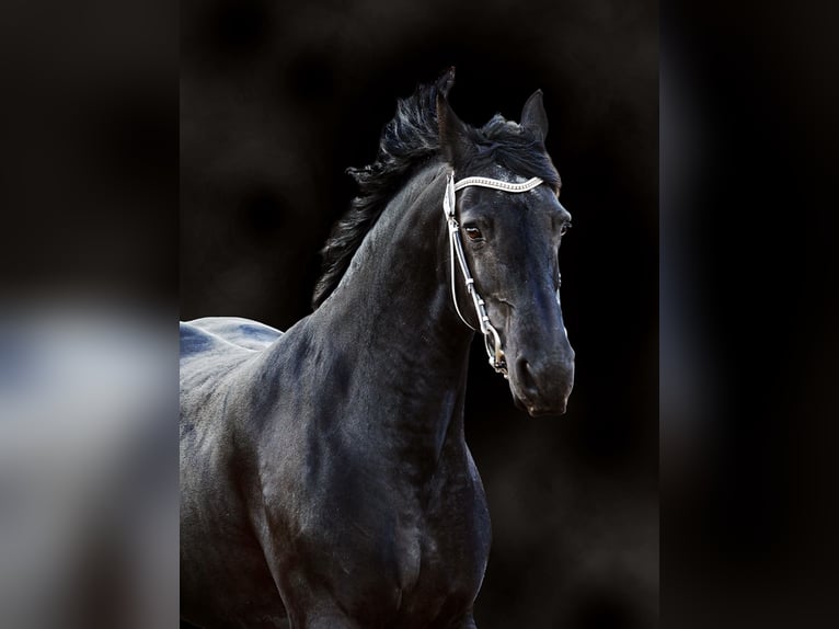 Fries paard Merrie 14 Jaar 168 cm Zwart in Glasgow