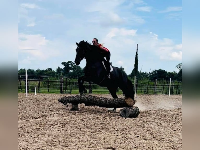 Fries paard Merrie 14 Jaar 173 cm Zwart in eFFINGHAM il